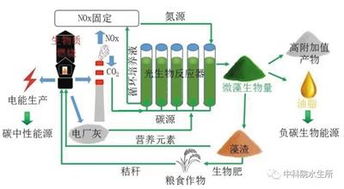 微藻 吃下霧霾元兇，產出上等生物油脂的生物合成利器